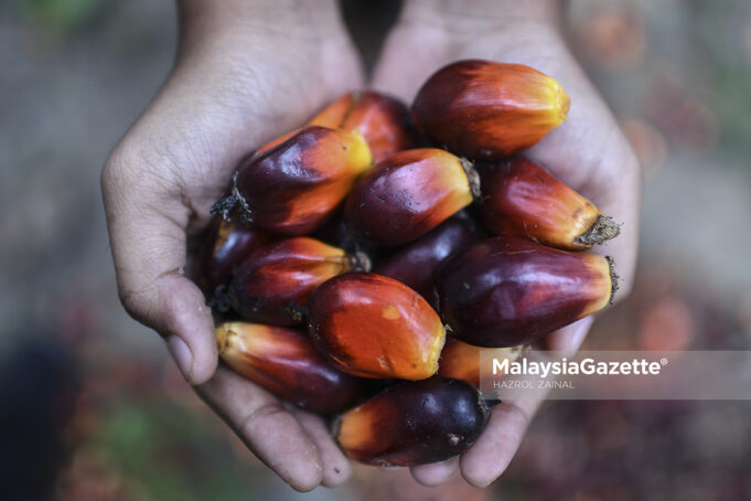 palm oil benefits