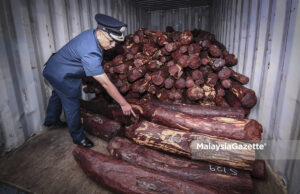 KASTAM Tumpaskan Penyeludup Kayu Merah ‘Red Sandalwood’