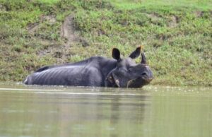 Banjir: 8 badak sumbu satu tanduk di Taman Kaziranga ditemui mati