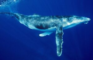Lagi wanita diserang serangan paus humpback