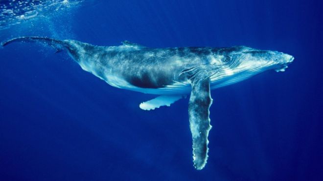 Lagi wanita diserang serangan paus humpback