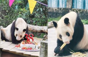 Xinxing panda tertua di dunia sambut ulang tahun ke-38