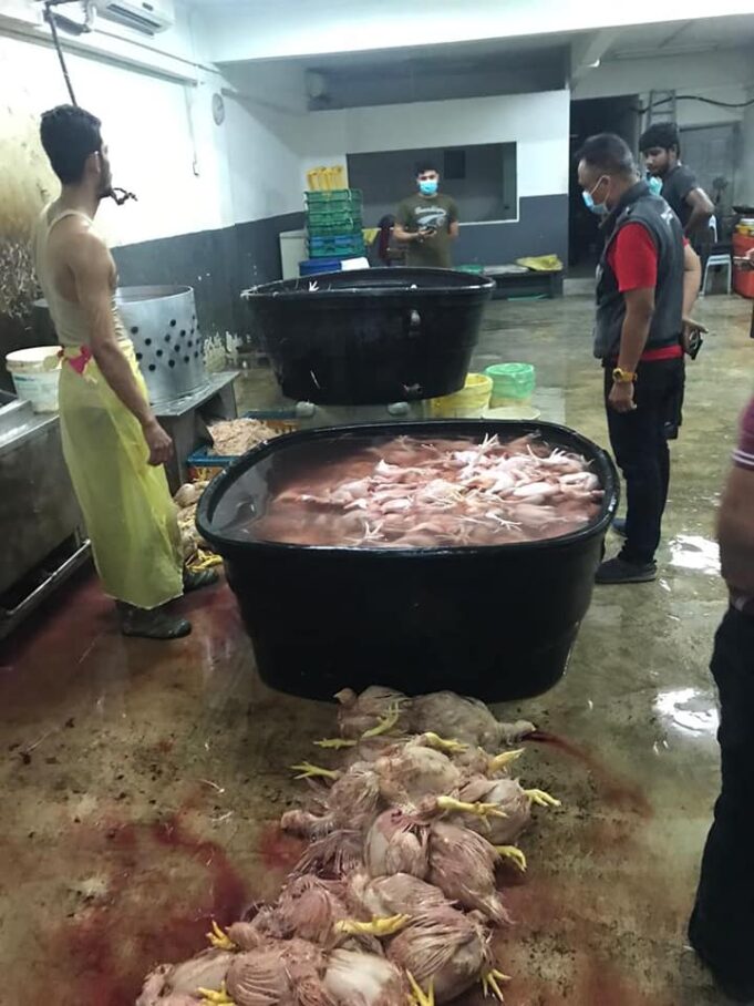 ayam1