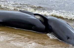 Ikan paus terdampar di perairan Tasmania akan dimatikan