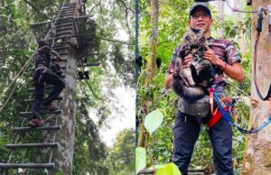 Jibek, kucing peminat sukan lasak