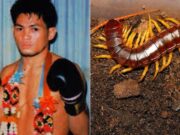 Bekas juara Muay Thai maut digigit lipan
