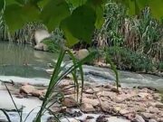 Kilang cemar Sungai Balak bakal didakwa