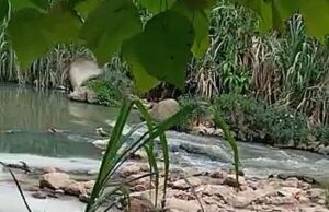 Kilang cemar Sungai Balak bakal didakwa
