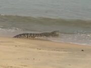 Buaya ‘berjemur’ di pantai Kuala Besut