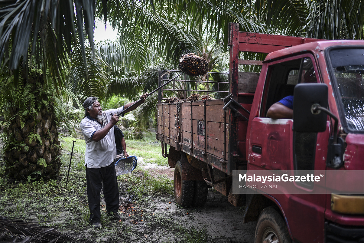 Bantuan Rm400 Juta Untuk Peneroka Felda