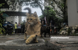 Tiada bukti saintifik kucing penyebar virus Covid-19 – UPM