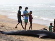 Ratusan ikan lumba-lumba mendarat di Sri Lanka diselamatkan