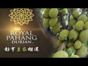 Royal Pahang Durian Resources nafi alami masalah kewangan