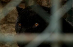Harimau Kumbang: Penduduk minta Perhilitan perhebat pencarian