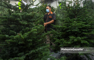 Daily Life – Pokok Krismas