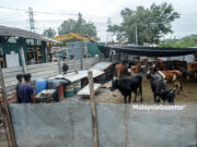 MPS Roboh Kandang Lembu dan Bengkel Jentera Berat Haram