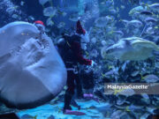Daily Life – Penyu, Ikan Pari ‘Jumpa’ Santa Claus