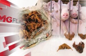 Daging Babi, Tikus Kerap Dibawa Secara Tidak Sah Melalui LTAPP #MGFlash