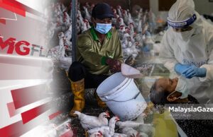 604 Pekerja Kilang Ayam Positif Covid-19 #MGFlash