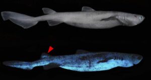 Scientists say they have found that three deepwater shark species living off New Zealand glow in the dark.