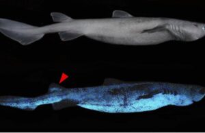 Scientists say they have found that three deepwater shark species living off New Zealand glow in the dark.