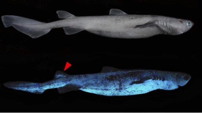 Scientists say they have found that three deepwater shark species living off New Zealand glow in the dark.