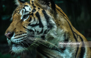 Kemensah WWF-Malaysia Operasi Bersepadu Khazanah wildlife The Malayan Tiger in the National Zoo, Selangor. PIX: MOHD ADZLAN / MalaysiaGazette / 22 DECEMBER 2020.