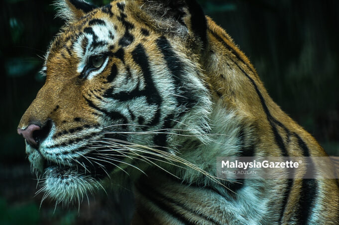 Kemensah WWF-Malaysia Operasi Bersepadu Khazanah wildlife The Malayan Tiger in the National Zoo, Selangor. PIX: MOHD ADZLAN / MalaysiaGazette / 22 DECEMBER 2020.