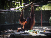 orangutan WWF-Malaysia Planet of the Apes