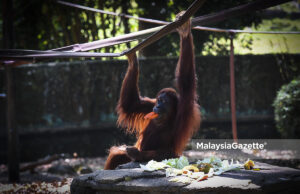 orangutan WWF-Malaysia Planet of the Apes