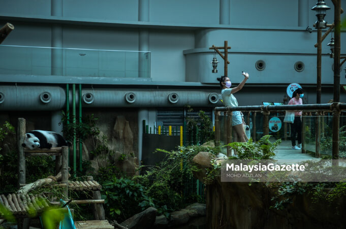 (Picture for representational purposes only) A visitor taking a selfie with the Panda at the National Zoo after the attraction reopens during the Conditional Movement Control Order. PIX: MOHD ADZLAN / MalaysiaGazette / 22 DECEMBER 2020. roofers opinion yeap ming leong selfie wefie photo