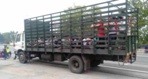 The police detained a lorry fetching Covid-19 positive patients at Sungai Lalang, Sungai Petani, yesterday. chicken processing factory