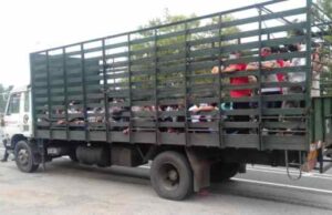 The police detained a lorry fetching Covid-19 positive patients at Sungai Lalang, Sungai Petani, yesterday. chicken processing factory