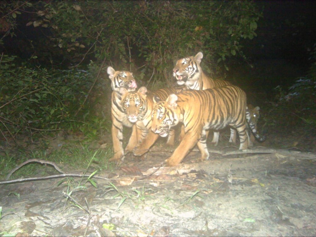 Royal Belum Benteng Terakhir Harimau Malaya