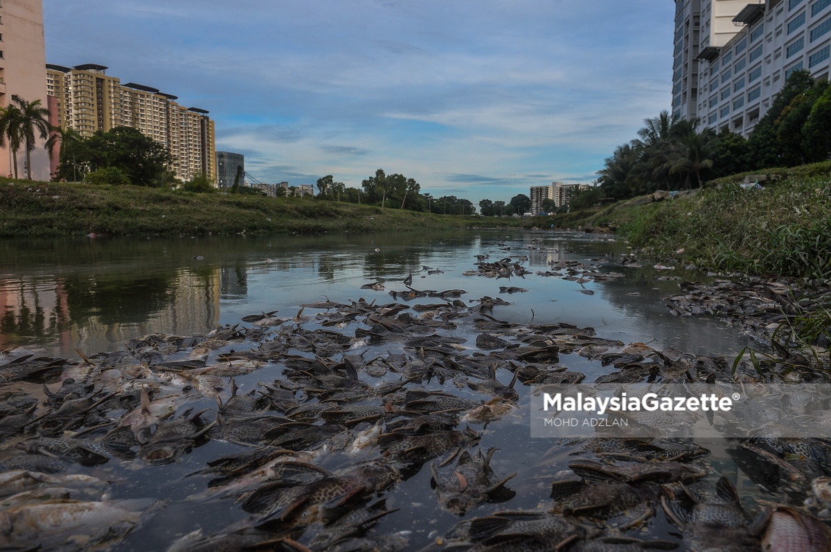 Ribuan Ikan Air Tawar Mati Di Sungai Damansara