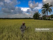 Petani patut diberi kebebasan pilih input pertanian organik – FKMM