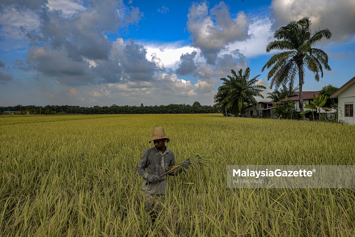 Aktiviti Pertanian Dalam Tempoh Fasa 1 Pelan Pemulihan Negara