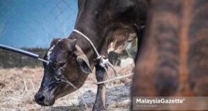 The Department of Veterinary Services (DVS) has suspended the import of beef and buffalo meat from Thailand with immediate effect after assessing the risk of the Lumpy Skin Disease (LSD) that has infected 41 Thai territories