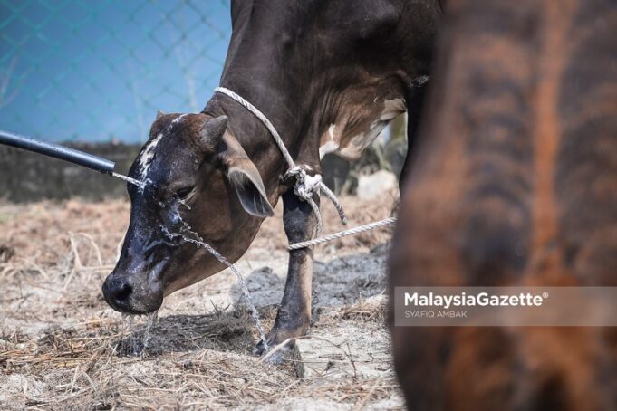 The Department of Veterinary Services (DVS) has suspended the import of beef and buffalo meat from Thailand with immediate effect after assessing the risk of the Lumpy Skin Disease (LSD) that has infected 41 Thai territories