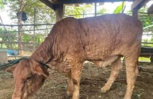 Daging ternakan kena LSD boleh dimakan