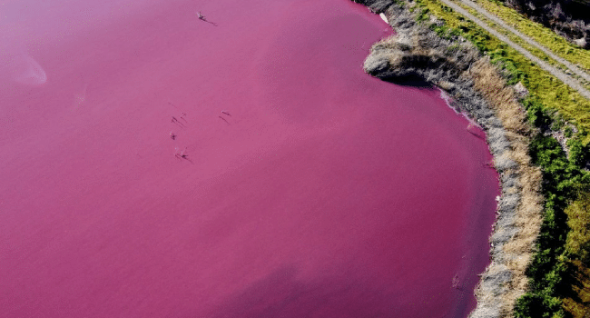 pink