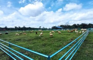 Sesiapa pun boleh jadi penternak, Biovet sediakan peluang