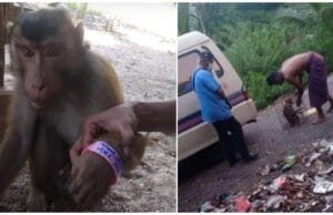 Jabatan Kesihatan Kelantan nafi beruk di Gua Musang positif COVID-19