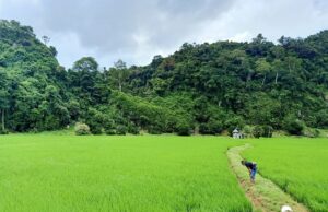 Bernas usahakan semula tanah sawah terbiar lebih 10 tahun