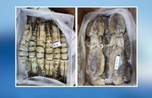 Maqis rampas 13,185 kg udang, sotong sejuk beku