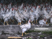 Banyak penternak ayam bakal gulung tikar