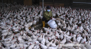 subsidies chicken price feed farm