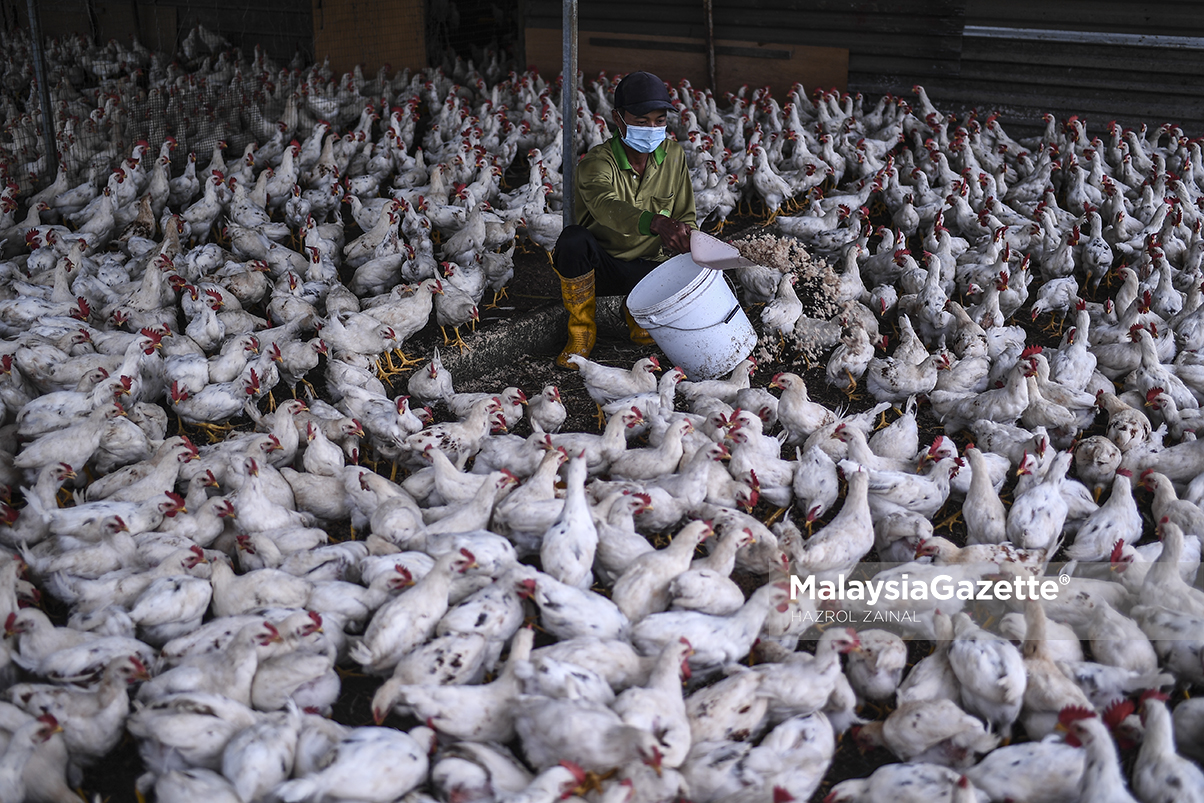 Harga dedak naik 70%, macam mana nak jual ayam murah?