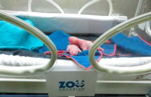 Anak kembar panda gergasi dilahirkan di Madrid sihat