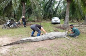 Bangkai buaya jantan ditemukan di Sungai Trong